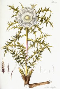 Carlina Simplex autorstwa Austrian School