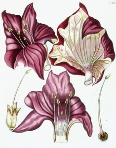 Ryc. 18, z „Collectanea for Botanica, Chemistry and Natural History with Figures”, 1786-1796 autorstwa Austrian School