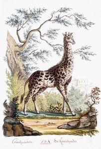 Żyrafa, 1794 autorstwa Austrian School