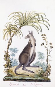 Kangur, 1794 autorstwa Austrian School
