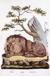 Lew, 1794 autorstwa Austrian School