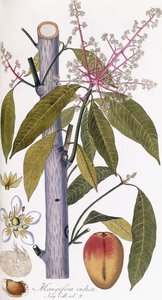 Mangifera indica autorstwa Austrian School
