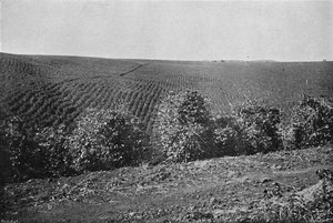 Powstanie Plantacji Kawy, Plantacja Kawy, 1895