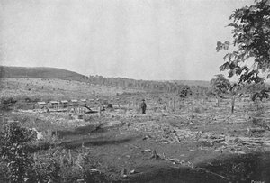 Nowa plantacja kawy, Nowa plantacja kawy, 1895