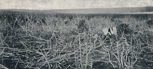 Plantacja manioku, 1895