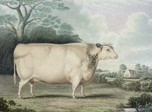 Krowa Habertoft Short Horned Prize Cow, grawerowana przez C. Hunta, 1842 (kolor grawerowany)