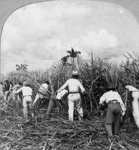 Zbiór trzciny cukrowej, Rio Pedro, Porto Rico, 1900.