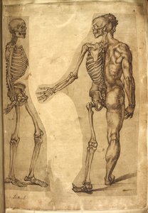 Dodać. 5259, f.19, Ludzki szkielet i półpostać, z „Różne anatomiczne rysunki ludzi i zwierząt, w kolorach i kredkami autorstwa M. Jouberta, dr G. Cockburna, M. Le Blond, Baccio Bandinelli, Michelangelo Buonarotti, Augusine Carate, i pana Williama Cowpera” 