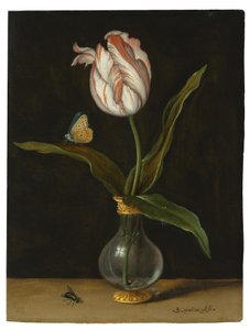 Tulipan „Summer Beauty” (olej na płótnie)