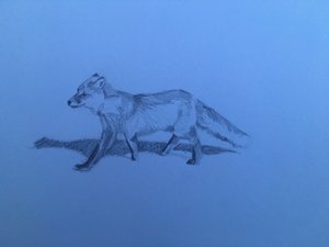 Lis, 2018 autorstwa Barbara Hoogeweegen
