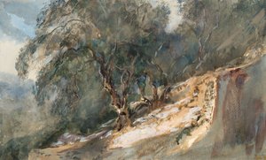 Krajobraz: Drzewa o sękatych pniach (akwarela i grafit na tkanym papierze) autorstwa Barbara Leigh Smith Bodichon