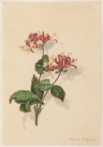 Gałąź dzikiego wiciokrzewu (Lonicera periclymenum)