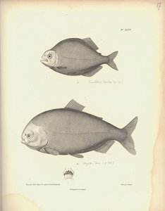 Characidae, plac XLVII, stal rytowana przez Coutanta wg ryciny Nicoli Huet (1770-1827), ilustracja ze „Zbioru obserwacji zoologii i anatomii porównawczej, część druga”, Al.V.