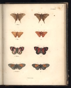 Lepidoptera, pl. XXXVII, ilustracja z „Zbioru obserwacji zoologii i anatomii porównawczej, część II”, autorstwa Al. V. Humboldt i A. Bonplant, Paryż, 1821 (kolorowe grawerowanie)