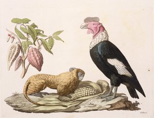 Lew małpa i kondor, pochodzący z Chile lub Ekwadoru, z „Le Costume Ancien et Moderne”, tom II, płyta 1, autorstwa Julesa Ferrario, rycina Gallo Gallina (1796-1874), wydana ok. autorstwa Baron Friedrich Alexander von Humboldt
