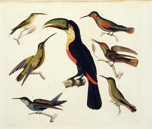 Ptaki rodzime, w tym Tukan (w środku), Amazonka, Brazylia, z „Le Costume Ancien et Moderne”, tom II, płyta 42, autorstwa Julesa Ferrario, sztych. V. Raineri, wydana ok. 1820-30