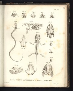 Szkielety Strenis Lizard i Proteus of Mexico, płyta XIV, Osteologia sirenomeli i aksolotla