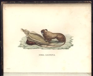Simia Leonina, Pl.V, ilustracja z, obserwacje z zoologii i anatomii porównawczej zebrane podczas podróży do krajów tropikalnych nowego kontynentu, w latach 1799, 1800, 18 autorstwa Baron Friedrich Alexander von Humboldt