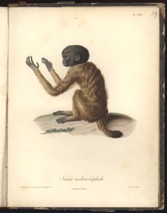 Simia melanocephala, Pl. XXIX, stal rytowana przez Louisa Bouqueta (1765-1814) wg ryciny Nicoli Huet (1770-1827), ilustracja z Recueil dobservation de zoologie et danatomie Comparee, fait