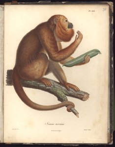Simia ursina, Pl.XXX, ilustracja z Kompendium obserwacji zoologii i anatomii porównawczej, wykonanych na Oceanie Atlantyckim, we wnętrzu nowego kontynentu i na Morzu Południowym na przestrzeni lat