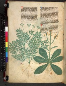 Egerton 747 f.101v Traktat o ziołach, c.1280-1310 (tusz i kolor na welinie) autorstwa Bartholomaei Mini de Senis
