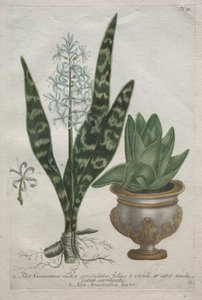 Aloes autorstwa Bartholomaus Seutter
