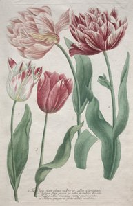 Tulipany. autorstwa Bartholomaus Seutter