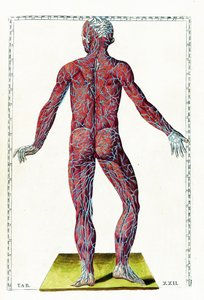 Tabulae anatomicae autorstwa Bartolomeo Eustachi