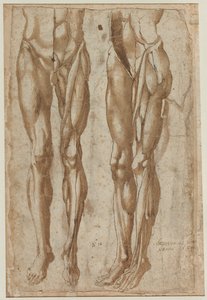 Dwa badania obdartego mężczyzny recto Studium obdzieranego tułowia odwróconego, 1554. autorstwa Bartolommeo da Arezzo