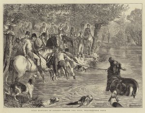 Polowanie na jelenie w Surrey, łapanie jelenia, staw Shackleford