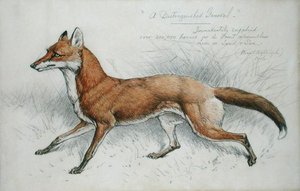 „Dostojny generał” autorstwa Basil J. Nightingale