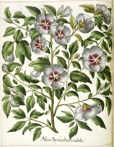 Alcca Syriaca, z „Hortus Eystettensis” autorstwa Basilius Besler