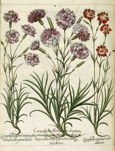 Caryophyllus, z 