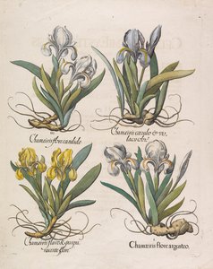 Chamaeiris flore, 1613.