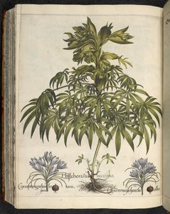 Helleborus, Ilustracja z 