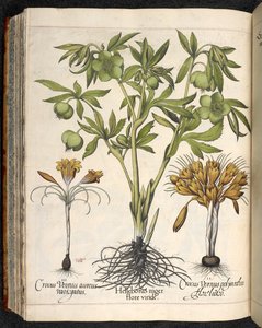 Helleborus niger, Crocus vernus, z Hortus Eystettensis, Basilius Besler autorstwa Basilius Besler