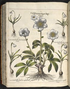 Helleborus niger, ilustracja z 