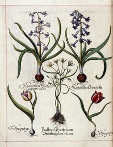 Hiacynt i tulipan z 