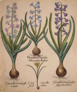 Hyacinthus orientalis floreduplici-Hyacinthus orientalis violaceo albislienis-Crocus vernus albus fundo violaceo-Hyacinthus orientalis reflexis folys colore violaceo autorstwa Basilius Besler