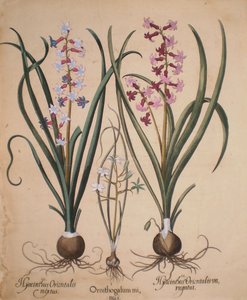 Hyacinthus orientalis mixtus-Ornithogalum minus-Hyacinthus orientalis veriegatus autorstwa Basilius Besler