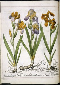 Iris, z 