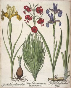 Iris, z 