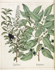 Ligustrum i Guiacana z „Hortus Eystettensis” autorstwa Basilius Besler