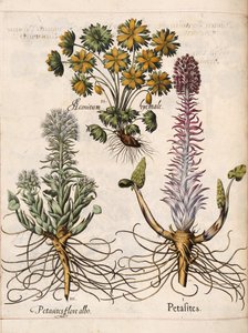 Petasites, z 
