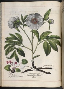 Tablica 106: Cyklamen Vernum, Paonia Mas flore albo, z Hortus Eystettensis, Basilius Besler
