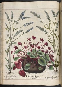 Tablica 347: Cyclamen Romanum, z Hortus Eystettensis — Basilius Besler autorstwa Basilius Besler