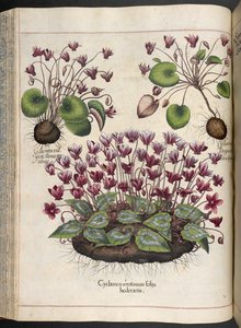 Płyta 348: Cyklamen.  Ogród Eystetten, ...  Bazylia Beslera  1613 autorstwa Basilius Besler