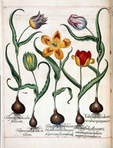 Tulipan z 