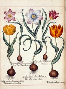 Tulipany z 