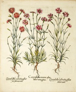 Odmiany Caryophyllus Sylvestris opublikowane w Hortus Eystettensis, 1613 autorstwa Basilius Besler